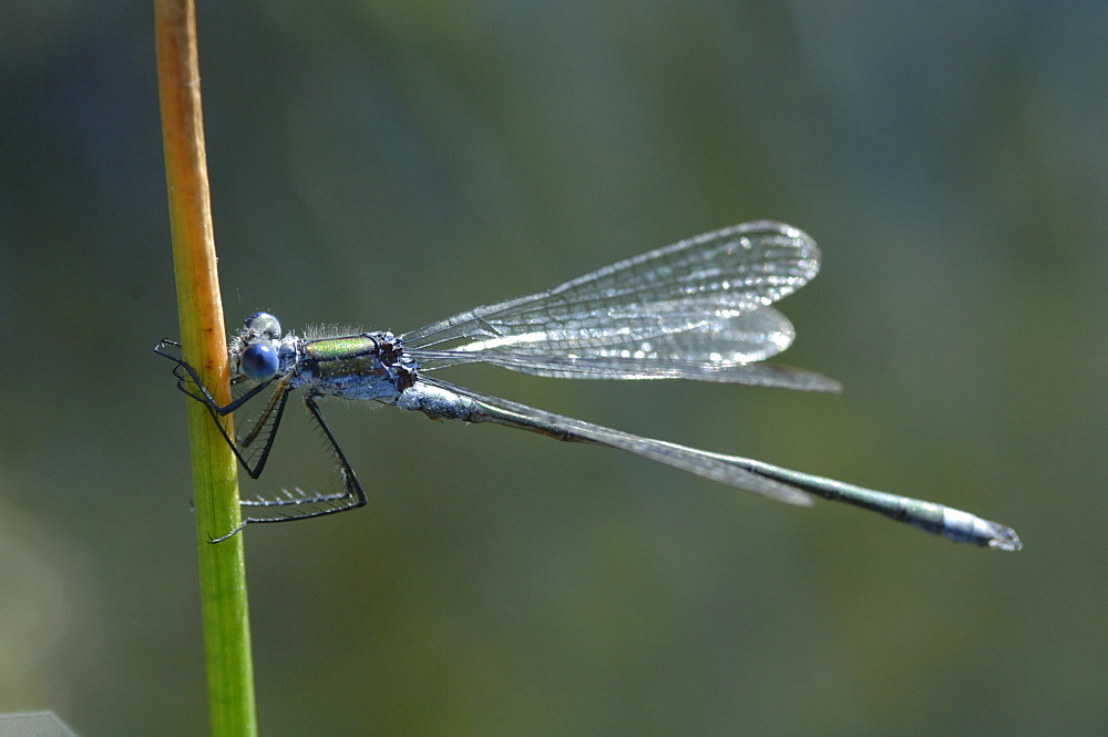 Blue-tailed damselfly, Ischnura elegans, Pembrokeshire, Wales, UK, Europe