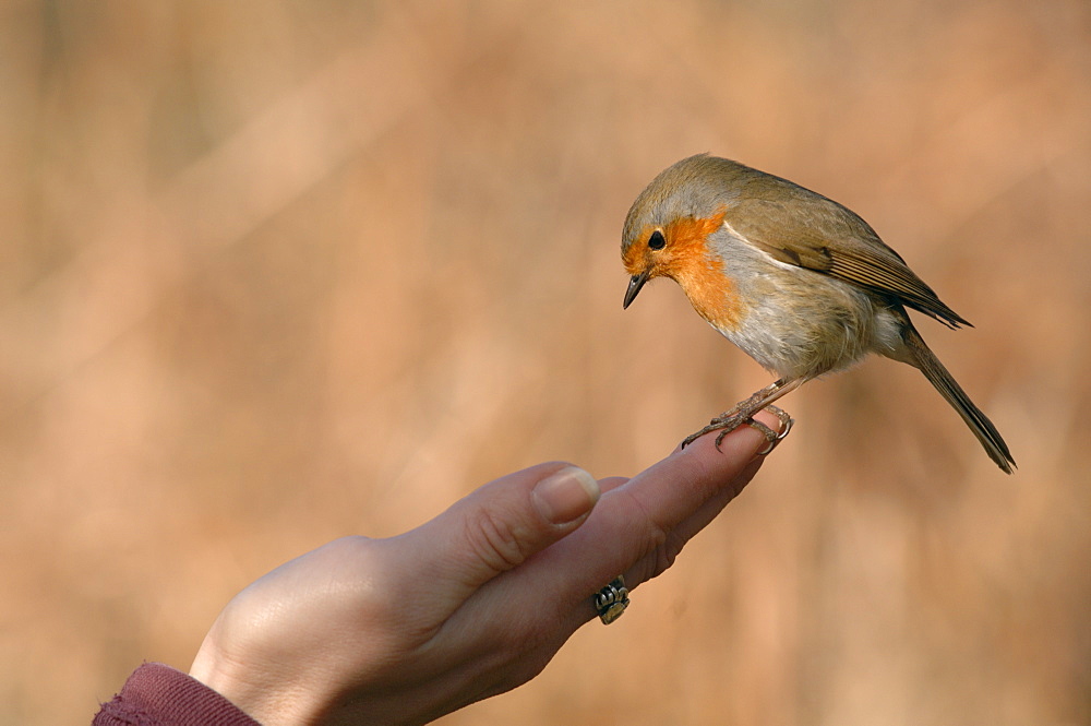 Robin, Lily Ponds, Bosherton, Pembrokeshire, Wales, UK, Europe