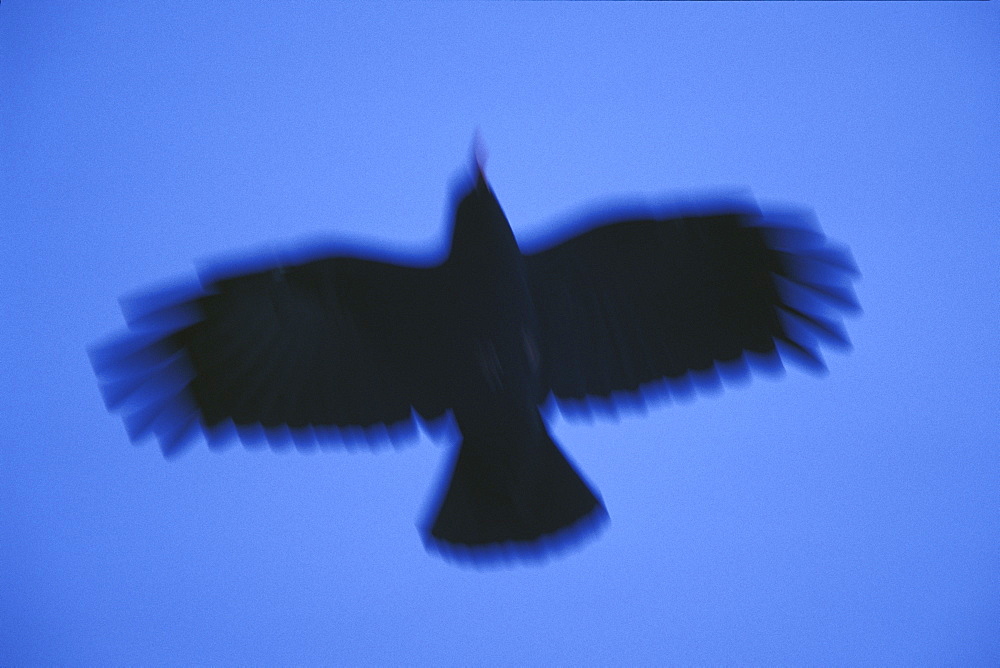 Chough (Pyrrhocorax pyrrhocorax), Deer Park, Marloes, Pembrokeshire, Wales, UK, Europe