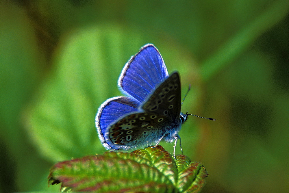 Common blue butterfly