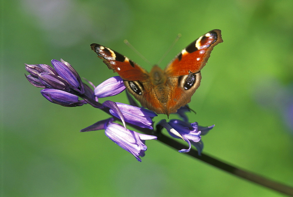 Peacock butterfly