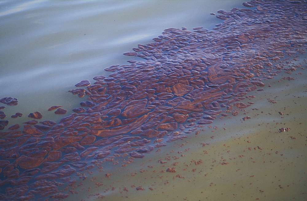 Emulsified oil, Sea Empress oil spill, Pembrokeshire