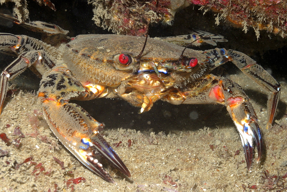 Velvet swimming crab (Liocarcinus puber), St Brides, Pembrokeshire, Wales, UK, Europe     (rr)