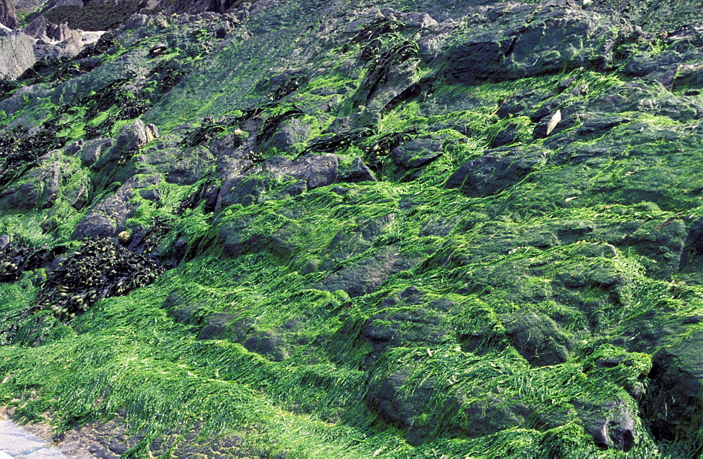 Algal turf growth after Sea Empress oil spill, Pembrokeshire      (rr)