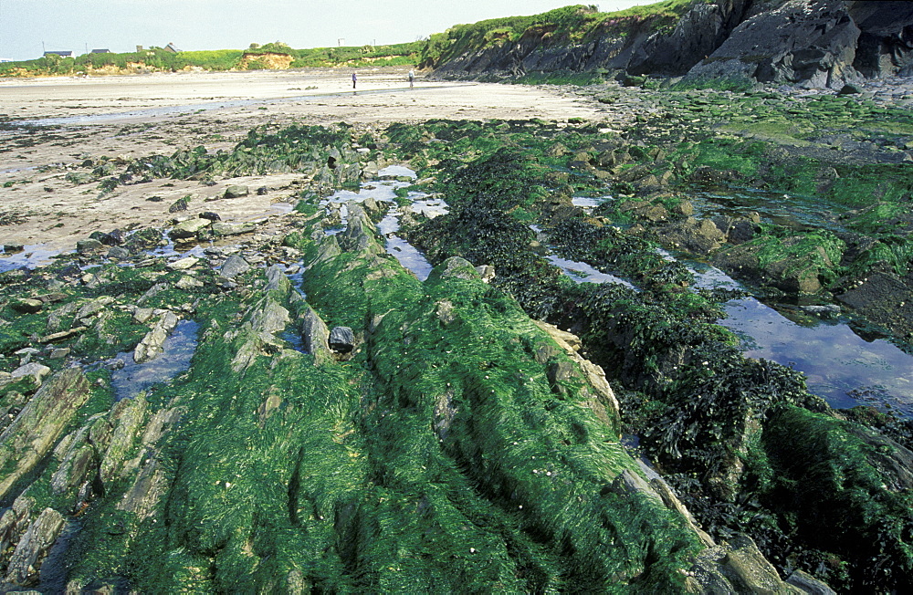 Algal turf growth after Sea Empress oil spill, Pembrokeshire      (rr)