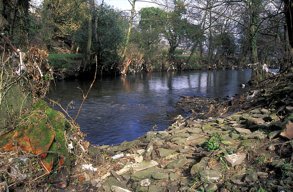 Plastic debris trapped in riverside branches, Afon Rhymney, Machen, Wales