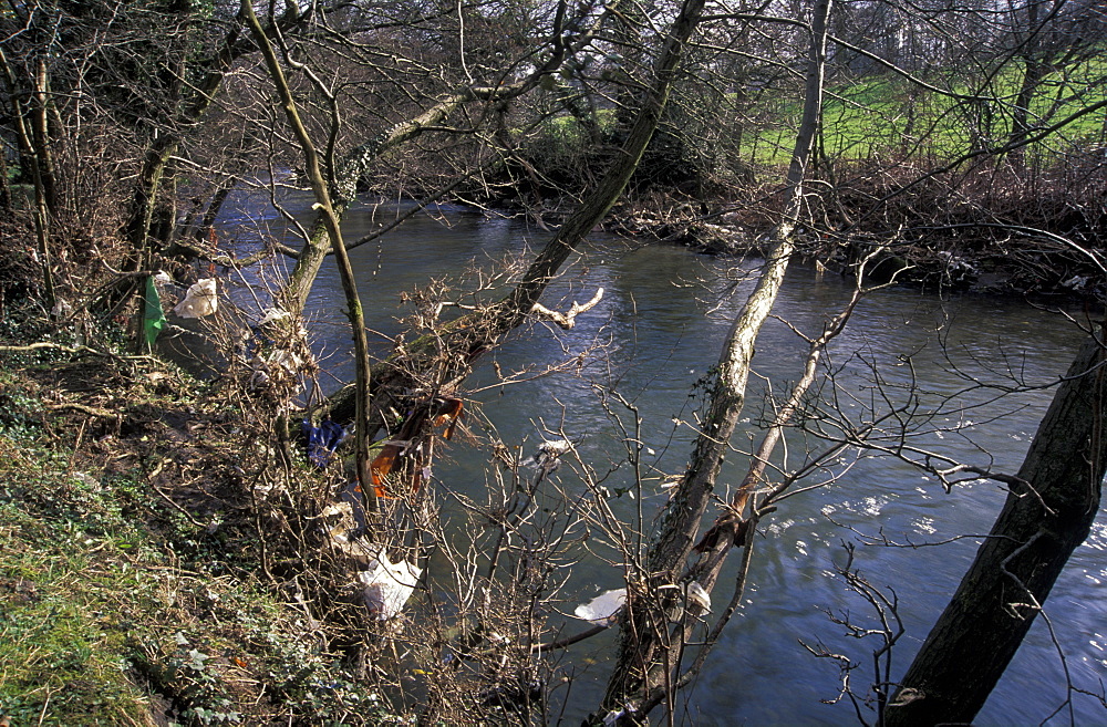 Plastic debris trapped in riverside branches, Afon Rhymney, Machen, Wales