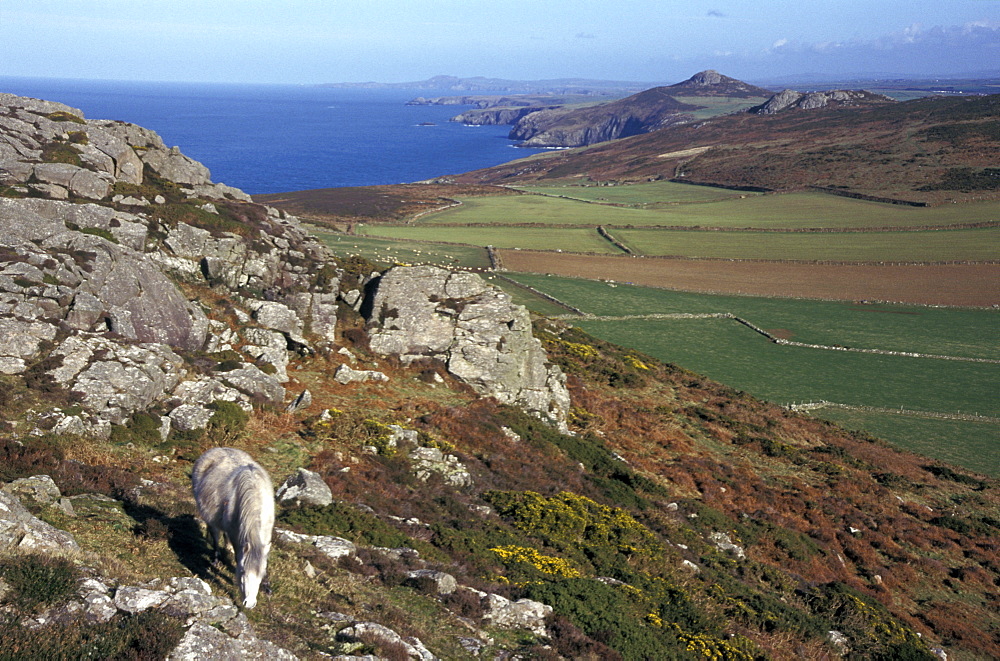 Wild ponies grazing on Carn Llidi, Pembrokeshire Coast National Park, Wales, UK     (rr)