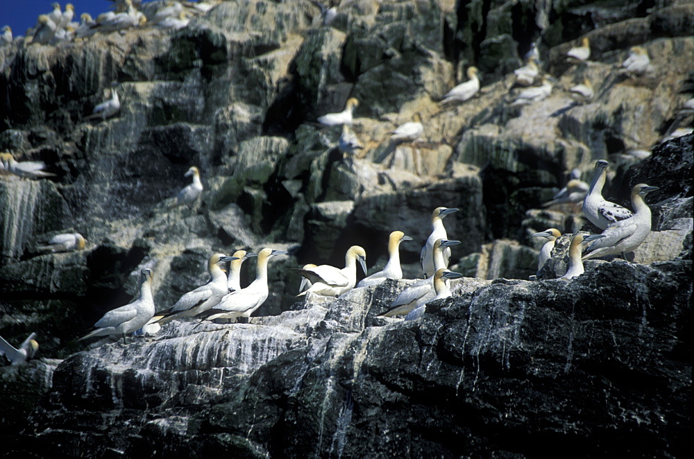 Gannets on Grassholm, Wales, UK     (rr)