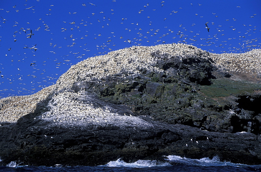 Gannets on Grassholm, Wales, UK