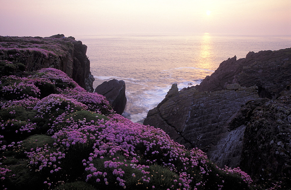 Sea Pink, Thrift, Skokholm Island, Pembrokeshire, West Wales, UK