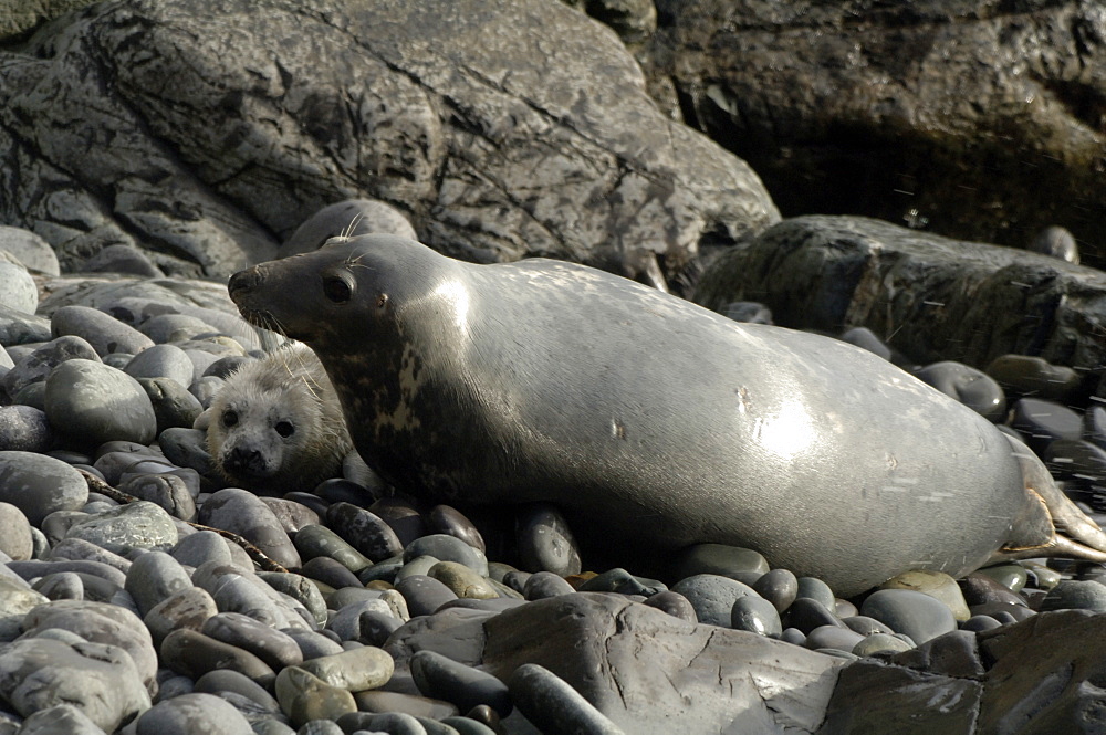 Atlantic Grey Seal mother and pup, Pembrokeshire, Wales, UK, Europe