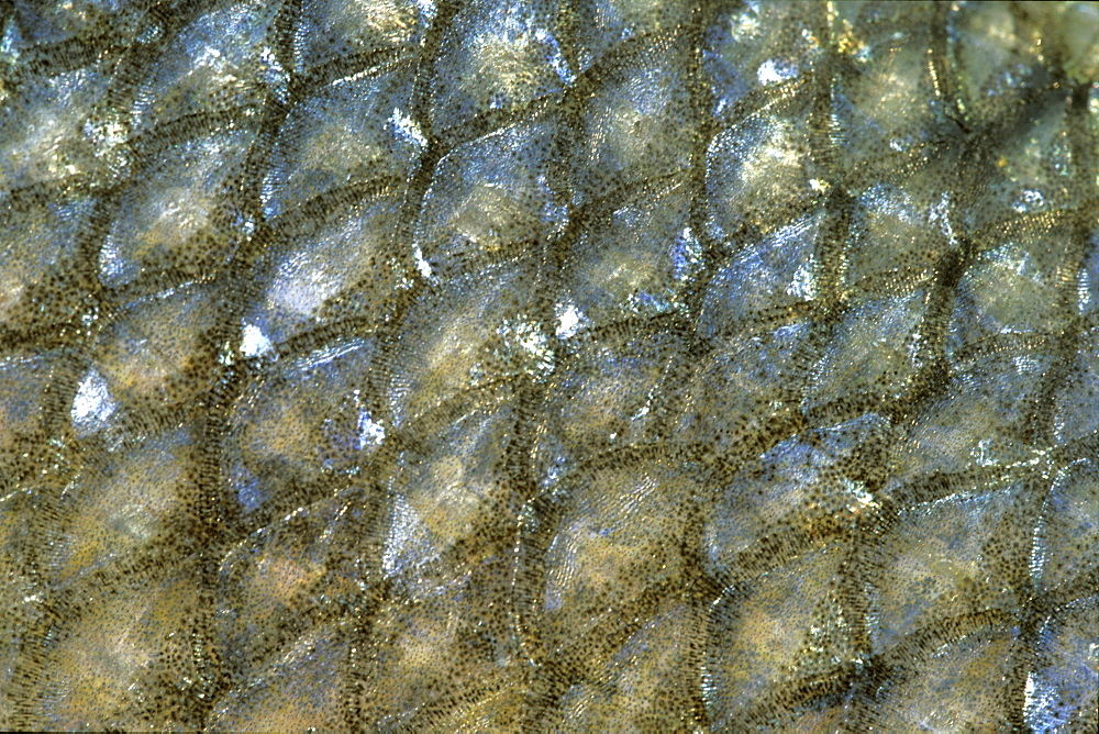 Bass (Dicentrarchus labrax) Pembrokeshire, Wales, Animal Abstract    (rr)