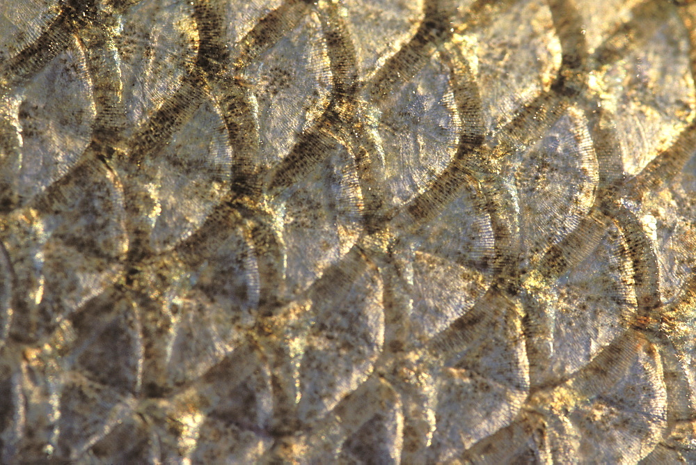 Bass (Dicentrarchus labrax) Pembrokeshire, Wales, Animal Abstract