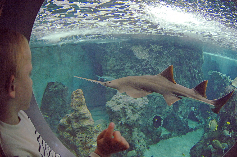 Sawfish Pristis sp., member of the rays and sharks, Oceanopolis, Brest, Britanny, France, EU     (rr)