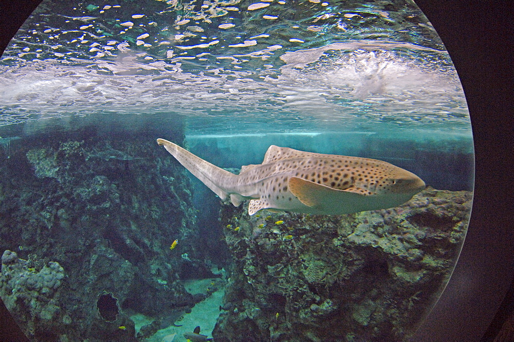 Oceanopolis, Brest, Britanny, France, EU     (rr)