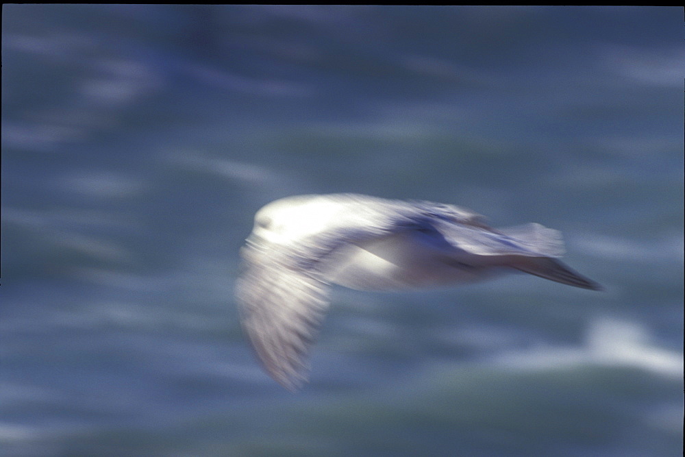 Fulmar in flight    (rr)