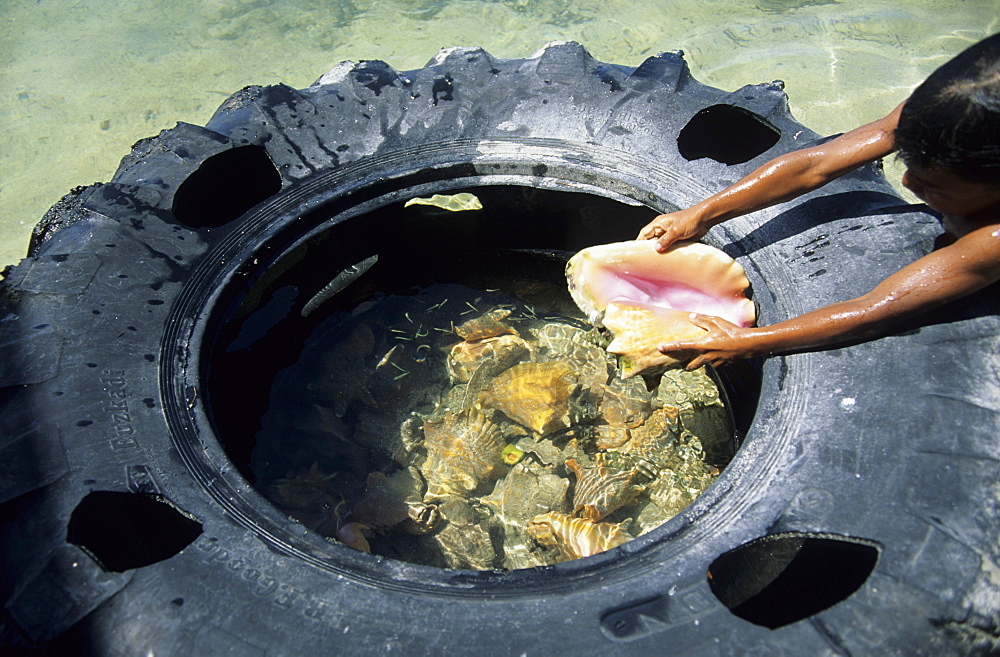 Queen conch storage trap, Belize Barrier Reef, Caribbean