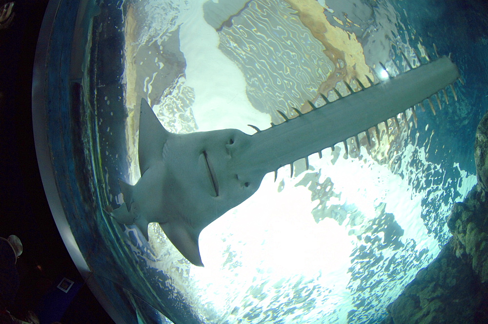 Sawfish Pristis sp., member of the rays and sharks, Oceanopolis, Brest, Britanny, France, EU