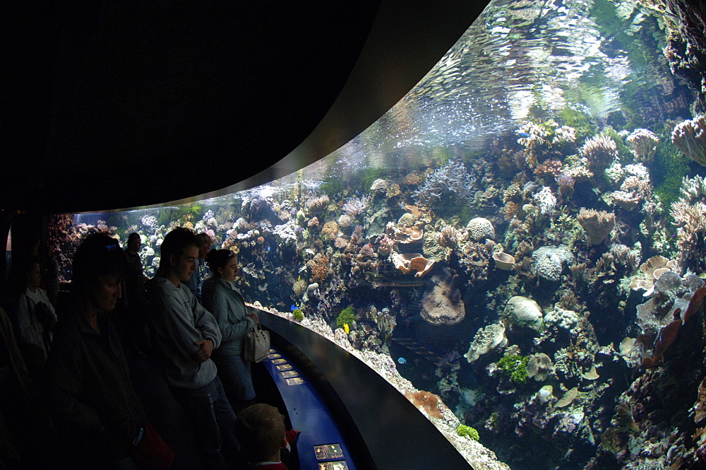 Living coral reef, Oceanopolis, Brest, Britanny, France, EU