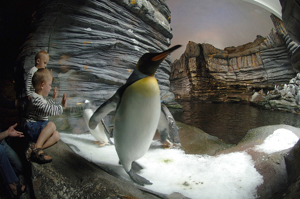 Penguin House, Oceanopolis, Brest, Britanny, France, EU