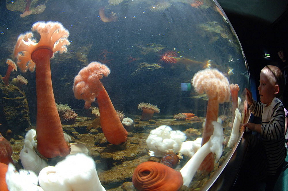 Giant Plumose anemone, Metridium, Oceanopolis, Brest, Britanny, France, EU      (rr)