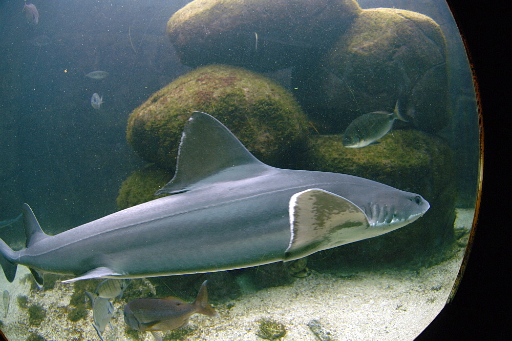 Temperate Zone, Oceanopolis, Brest, Britanny, France, EU      (rr)