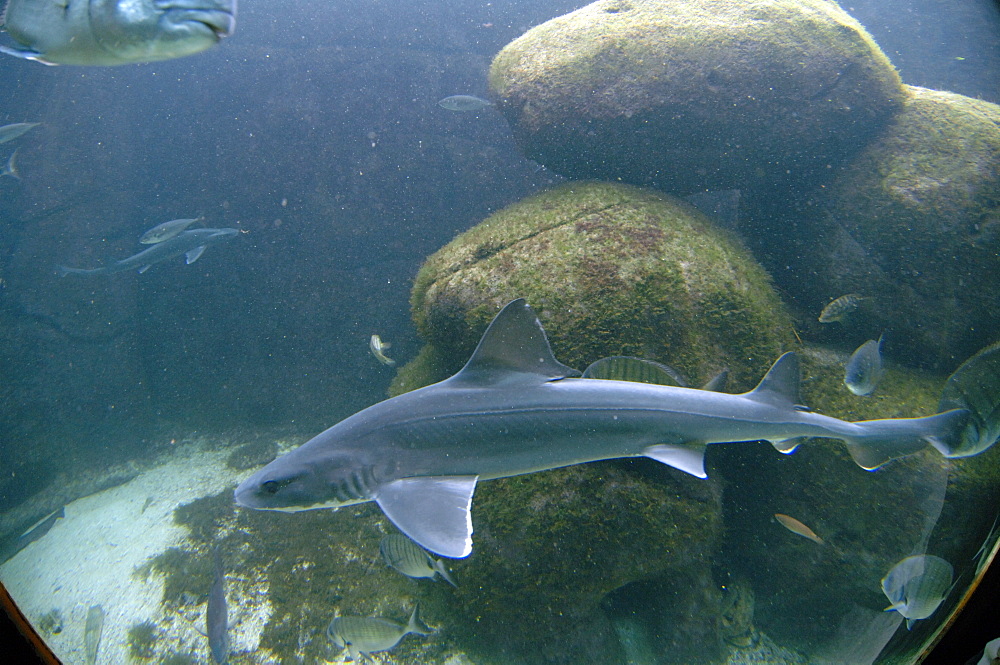 Temperate Zone, Oceanopolis, Brest, Britanny, France, EU      (rr)