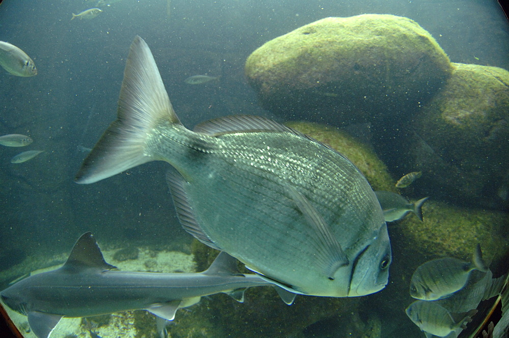 Temperate Zone, Oceanopolis, Brest, Britanny, France, EU