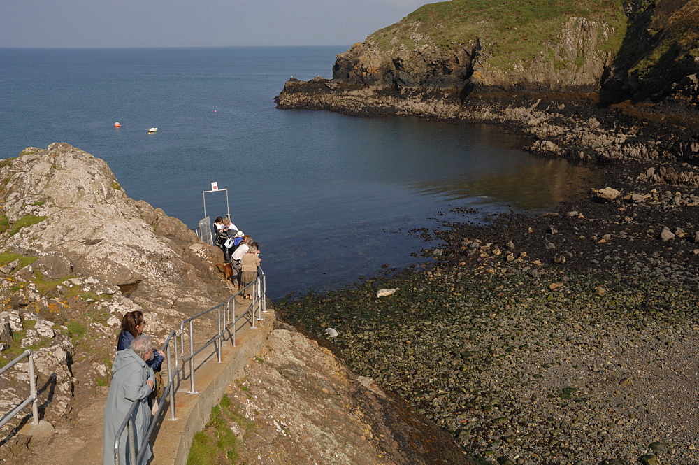 People watching seals from jetty, Martins Haven, Marloes, Pembrokeshire, Wales, UK, Europe