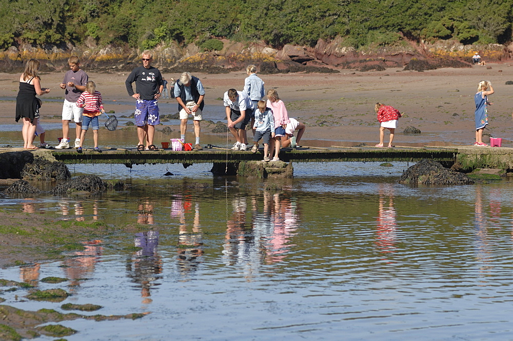 Families crab fishing on stone bridge, Sandy Haven, Milford Haven, Pembrokeshire,  Wales, UK, Europe