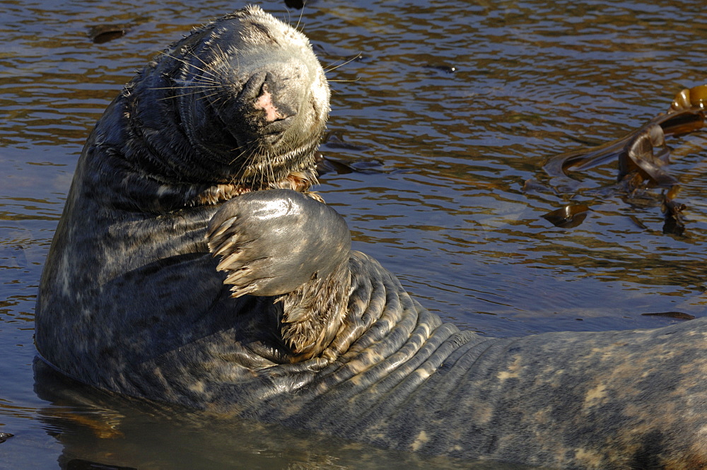 Male bull Atlantic grey seal Martins Haven, Marloes, Pembrokeshire, Wales, UK, Europe