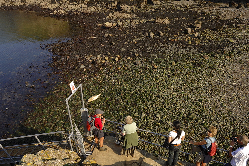 Group of people watching seals from jetty, Martins Haven, Marloes, Pembrokeshire, Wales, UK, Europe