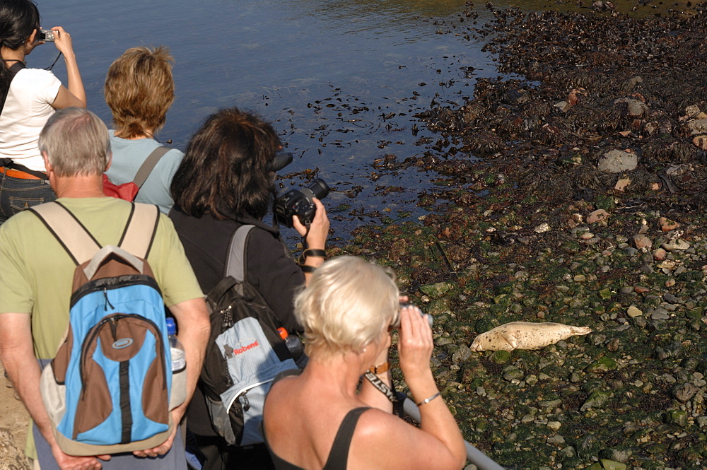 Group of people watching seals on beach, Martins Haven, Marloes, Pembrokeshire, Wales, UK, Europe