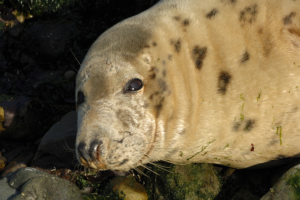 Female cow Atlantic grey seal lying on beach (Halichoerus grypus), Martins Haven, Marloes, Pembrokeshire, Wales, UK, Europe