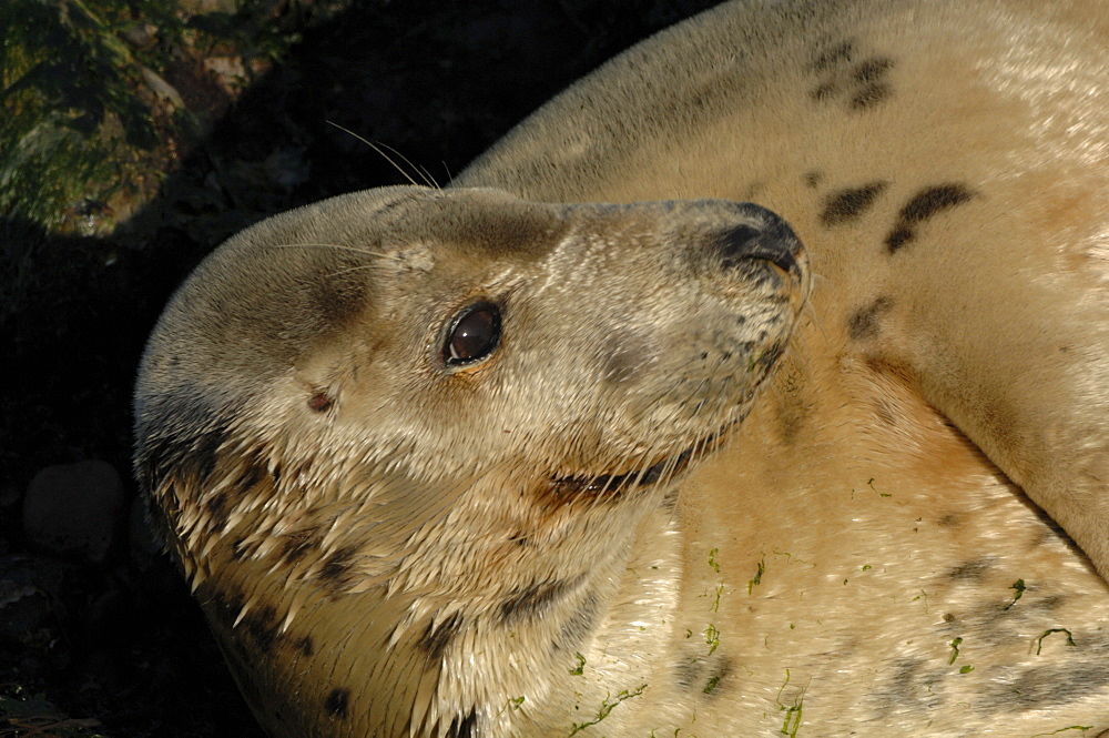 Female cow Atlantic grey seal lying on beach (Halichoerus grypus), Martins Haven, Marloes, Pembrokeshire, Wales, UK, Europe