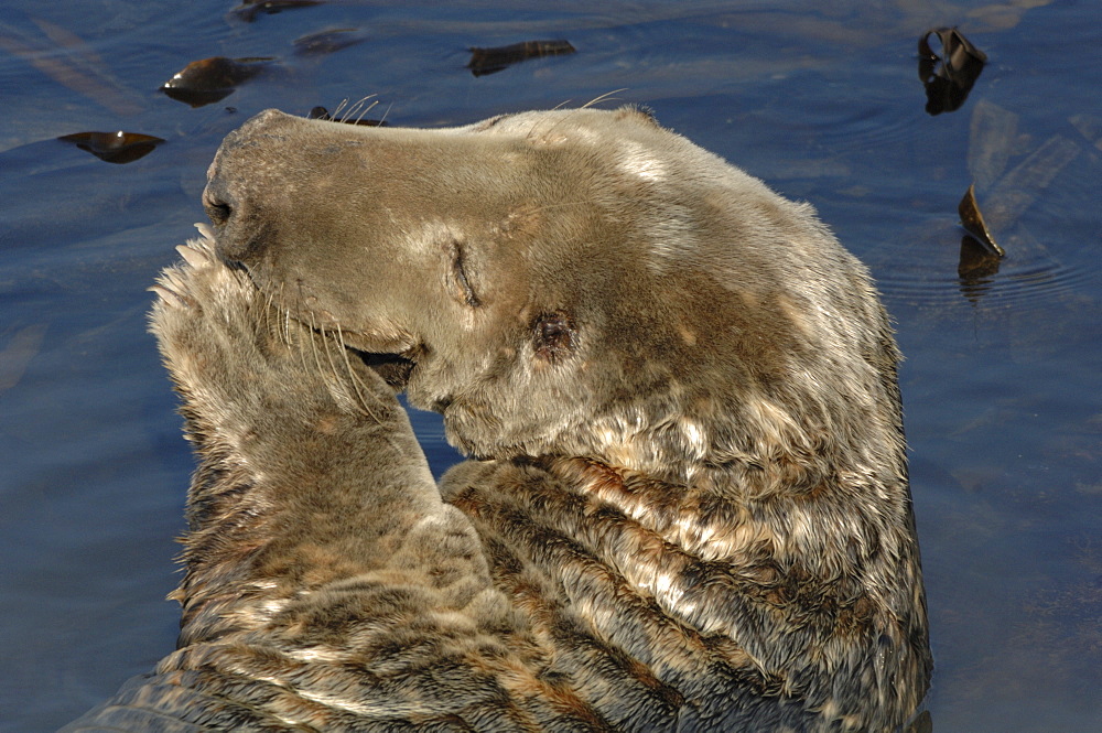 Male bull Atlantic grey seal, Martins Haven, Marloes, Pembrokeshire, Wales, UK, Europe