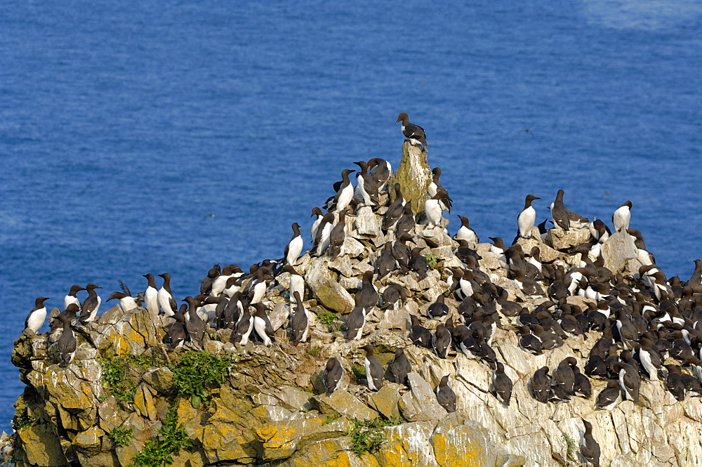 Guillemot colony, Elugug Stack, Pembrokeshire, Wales, UK