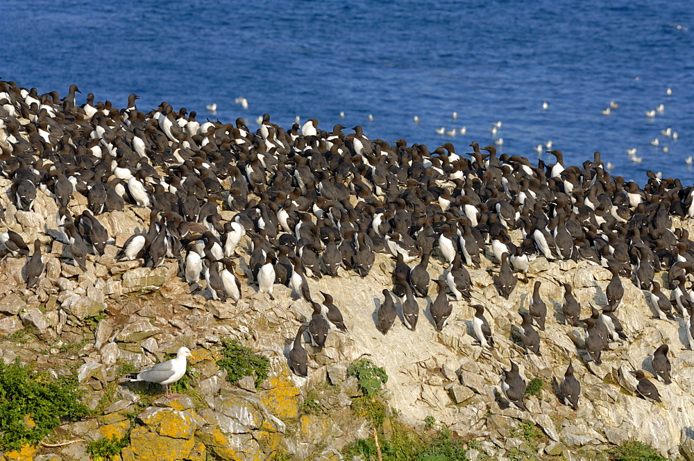 Guillemot colony, Elugug Stack, Pembrokeshire, Wales, UK