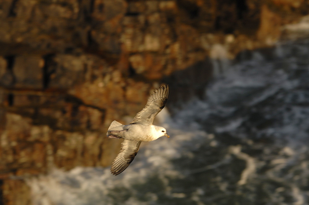 Fulmar petrel (Fulmarus glacialis), Deer Park, Pembrokeshire, Wales, UK, Europe     (rr)