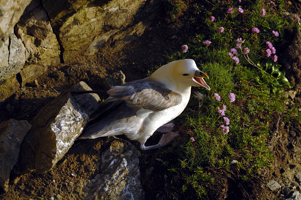 Fulmar petrel (Fulmarus glacialis), Deer Park, Pembrokeshire, Wales, UK, Europe