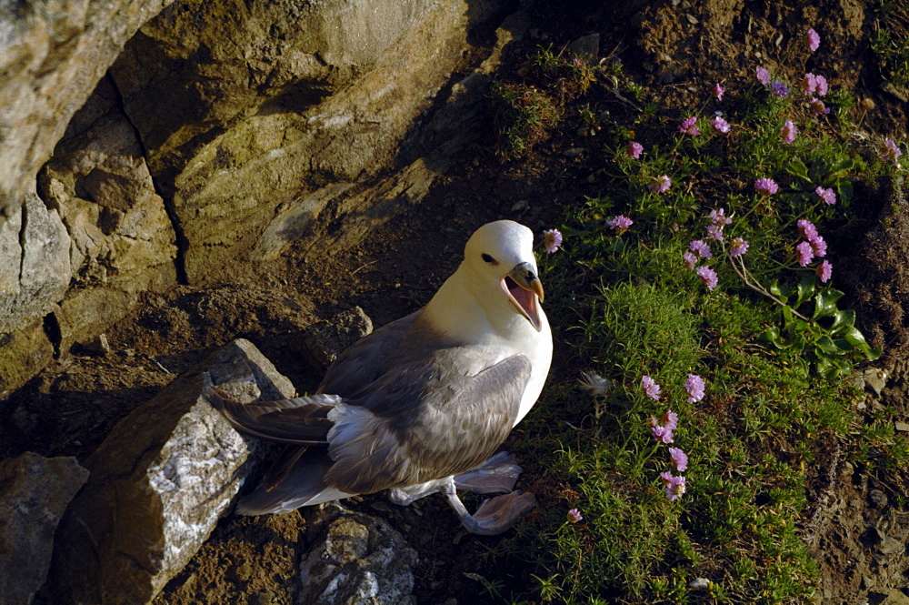 Fulmar petrel (Fulmarus glacialis), Deer Park, Pembrokeshire, Wales, UK, Europe