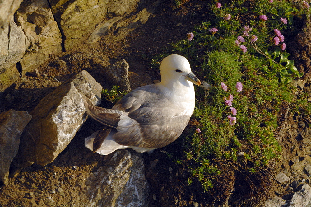 ulmar (Fulmarus glacialis) on cliff with seapinks.  Pembrokeshire, Wales