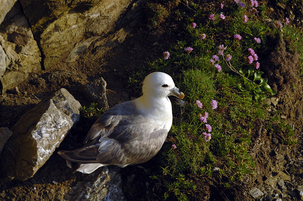 Fulmar petrel (Fulmarus glacialis), Deer Park, Pembrokeshire, Wales, UK, Europe     (rr)