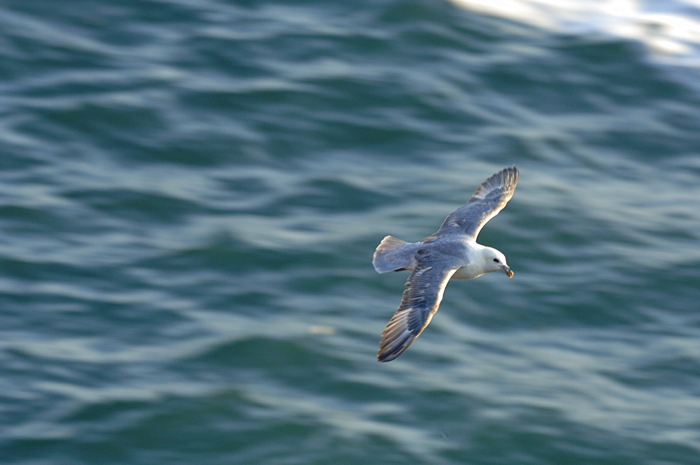 Fulmar petrel (Fulmarus glacialis), Deer Park, Pembrokeshire, Wales, UK, Europe     (rr)