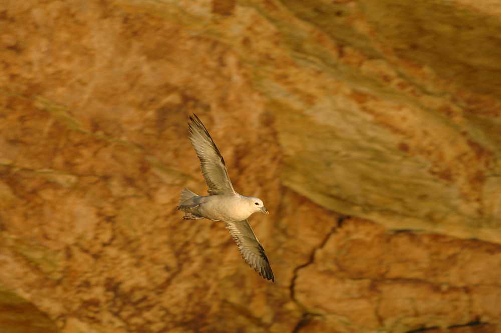 Fulmar petrel (Fulmarus glacialis), Deer Park, Pembrokeshire, Wales, UK, Europe