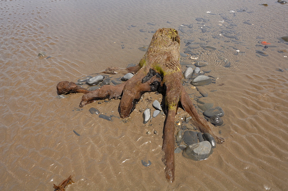 Petrified forest, Beach, Borth, Wales, UK, Europe