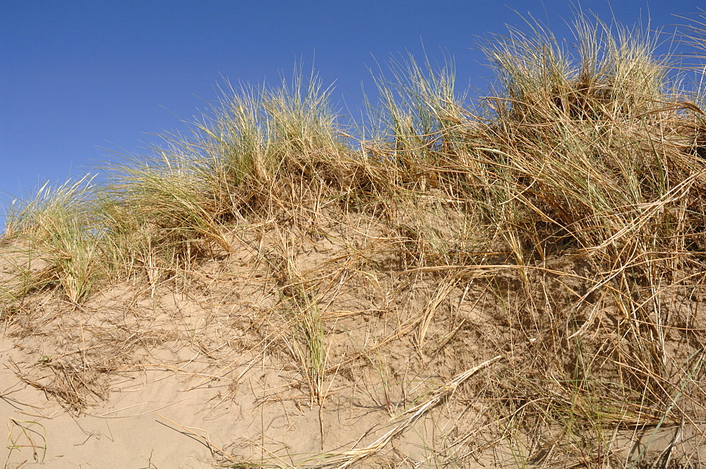 Ynyslas dunes, National Nature Reserve, Ceredigion, Wales, UK, Europe