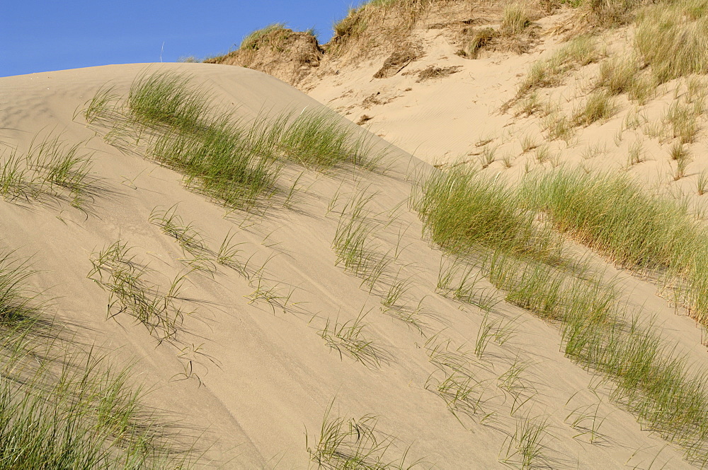 Ynyslas dunes, National Nature Reserve, Ceredigion, Wales, UK, Europe