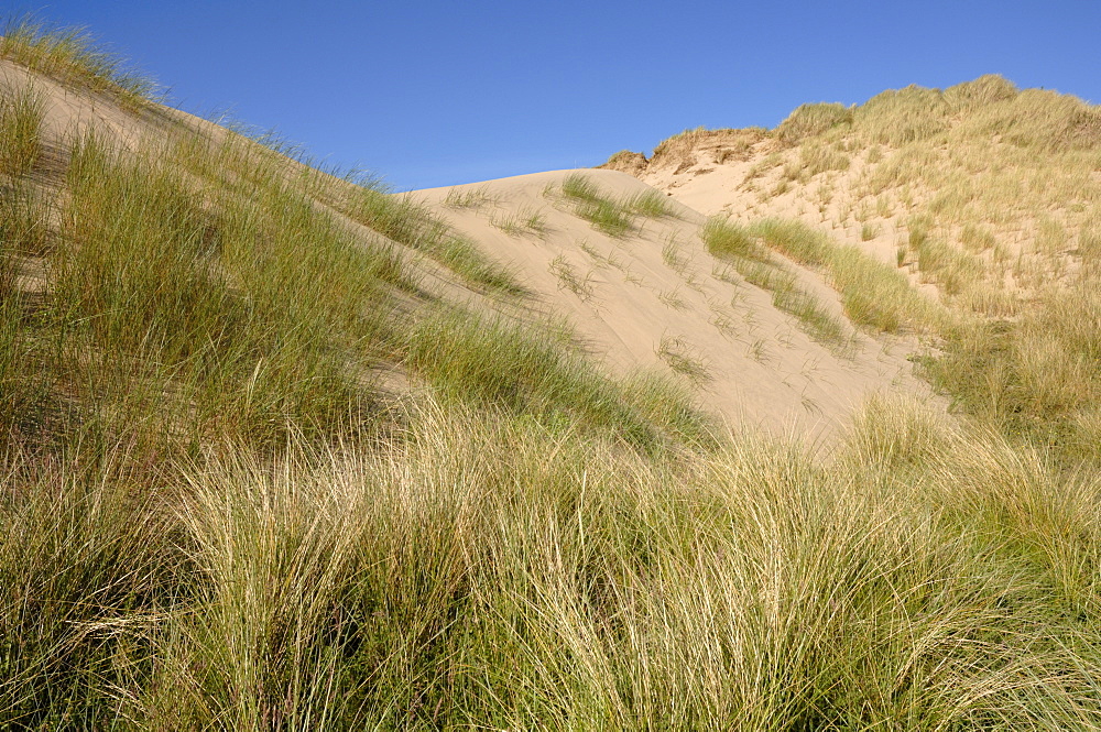 Ynyslas dunes, National Nature Reserve, Ceredigion, Wales, UK, Europe